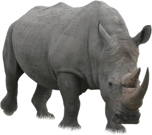 Majestic Rhinoceros Standing PNG Image