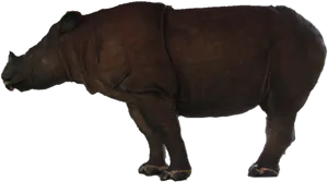 Majestic Rhinoceros Standing PNG Image