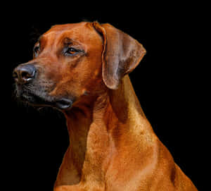Majestic_ Rhodesian_ Ridgeback_ Portrait PNG image with transparent background