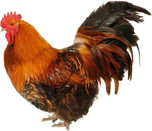 Majestic Rooster Profile PNG Image