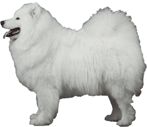 Samoyed Png - Samoyed Transparent Background, Png Download PNG