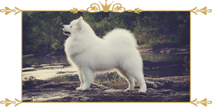 Mainimg - American Eskimo Dog, HD Png Download PNG