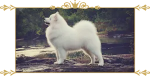 Majestic Samoyed Outdoors PNG Image