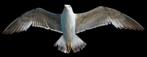 Majestic Seagull In Flight PNG image with transparent background
