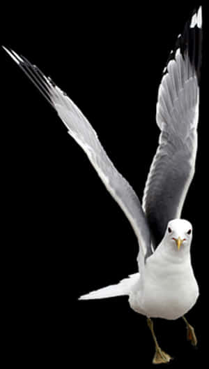 Majestic Seagull Spread Wings PNG with transparent background