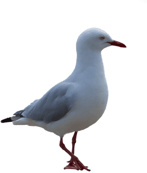 Seagull, Bird, Png, Coast - Måge Png, Transparent Png PNG image with transparent background