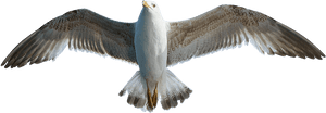 Seagull Transparent Png Image Free - Png Seagull, Png Download PNG image with transparent background