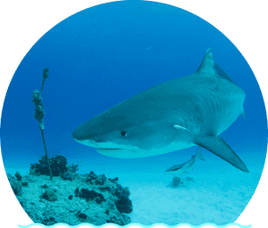 The Tiger Shark Is One Of The Largest Sharks In The - Tiger Shark PNG image with transparent background