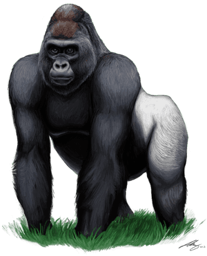 Gorilla Png, Transparent Png PNG image with transparent background