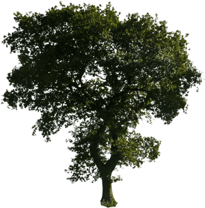 Transparent Photoshop Clipart - Tree Or Photoshop, HD Png Download PNG with transparent background