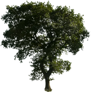 Majestic Solo Tree Clear Sky PNG Image