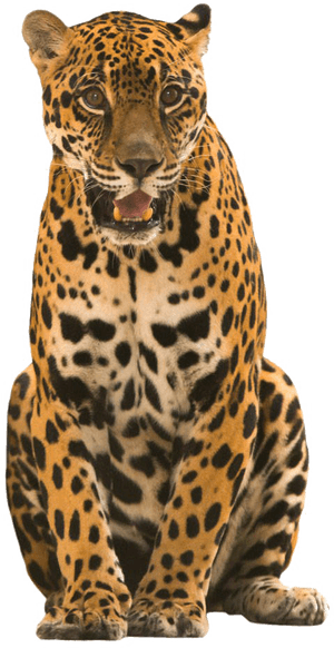 Jaguar Transparent Image - Jaguar Costa Rica Png, Png Download PNG image with transparent background
