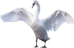 Majestic Swan Spreading Wings PNG Image