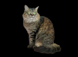 Majestic Tabby Cat Black Background PNG image with transparent background