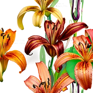 Majestic Tiger Lilies Png Mro PNG Image