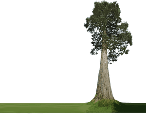 Transparent Tree Trunk Png - Tall Tree, Png Download PNG image with transparent background