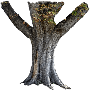 Tree Trunk Stock Png - Transparent Background Tree Trunk Png, Png Download PNG image with transparent background