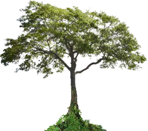 Majestic_ Tropical_ Tree_ Isolated.png PNG Image