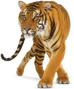 Majestic Walking Tiger PNG Image