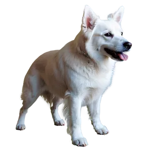 Majestic White Dog Png Jmm PNG Image