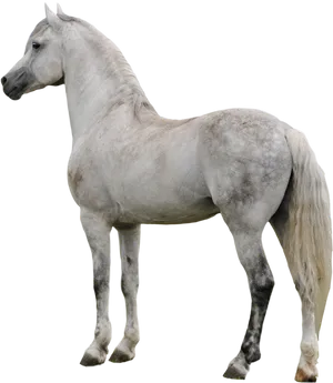 Majestic White Horse Profile PNG Image