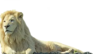 Majestic White Lion Resting PNG Image