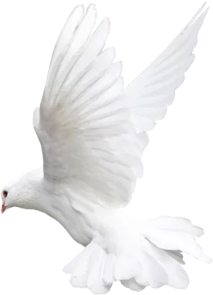 Majestic White Pigeon In Flight PNG Image