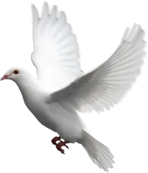 Majestic White Pigeon In Flight PNG Image