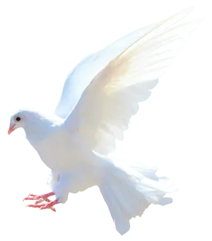 Majestic White Pigeon In Flight PNG Image