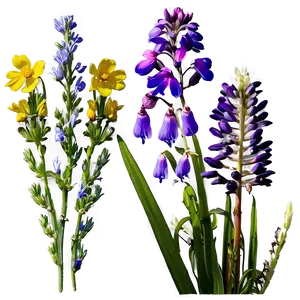 Majestic Wildflower Splendor Png Xvv PNG Image