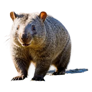 Majestic Wombat Png 06252024 PNG Image