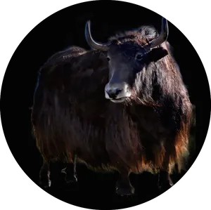 Majestic Yak Portrait PNG Image