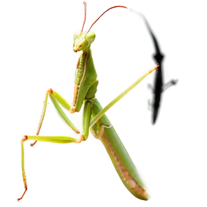 Male Praying Mantis Png 06122024 PNG Image