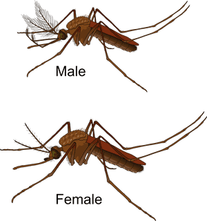 Vector Mosquitoes Cloud - Moustique Male Et Femelle, HD Png Download PNG image with transparent background