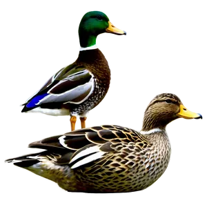 Mallard Duck Flock Png Ack PNG Image