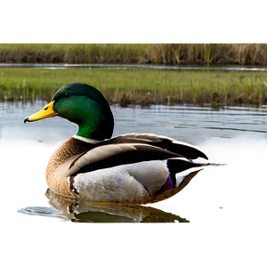 Mallard Duck Habitat Png Vgh10 PNG Image