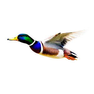 Mallard Duck In Flight Png Onm40 PNG Image