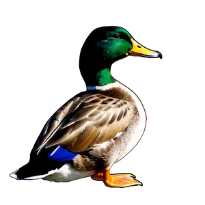 Mallard Duck Outline Png 22 PNG Image