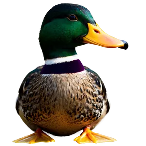 Mallard Duck Pair Png Ksw PNG Image