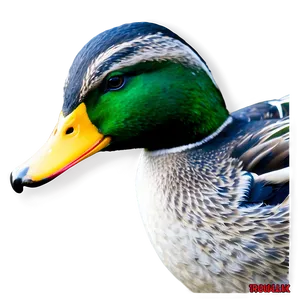 Mallard Duck Png 20 PNG Image