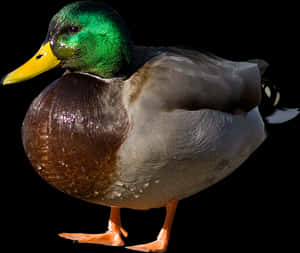 Mallard Duck Portrait PNG image with transparent background