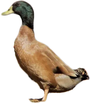 Mallard Duck Profile PNG Image