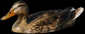 Mallard Duck Profileon Black Background PNG image with transparent background