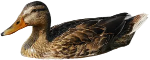 Mallard Duck Profileon Black Background PNG Image