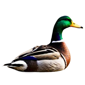 Mallard Duck Scene Png Tnl PNG Image