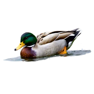 Mallard Duck Swimming Png 06262024 PNG Image