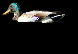 Mallard Duckin Flight PNG image with transparent background