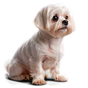 Maltese Breed Profile Png 54 PNG Image