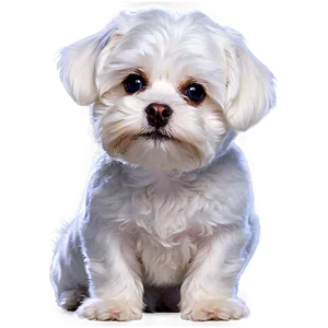 Maltese Breed Profile Png Laj PNG Image