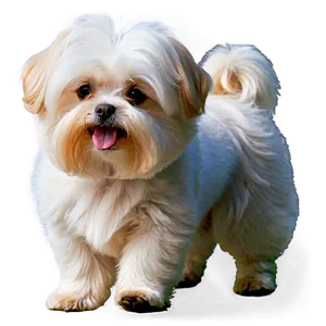 Maltese Dog Png 3 PNG Image